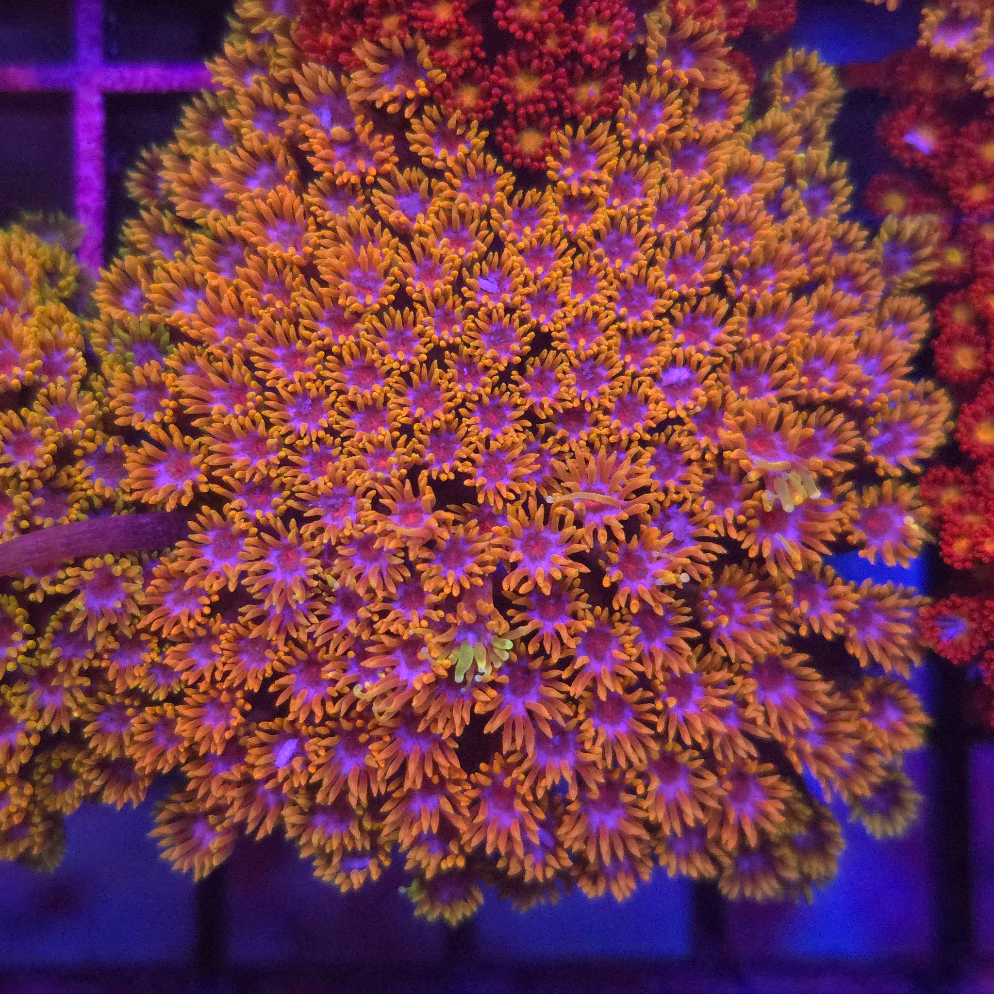 AJ's Spyro the Dragon Goniopora WYSIWYG - Aquacultured LPS Coral | AJ's Aquariums