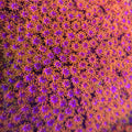AJ's Spyro the Dragon Goniopora - Aquacultured LPS Coral | AJ's Aquariums
