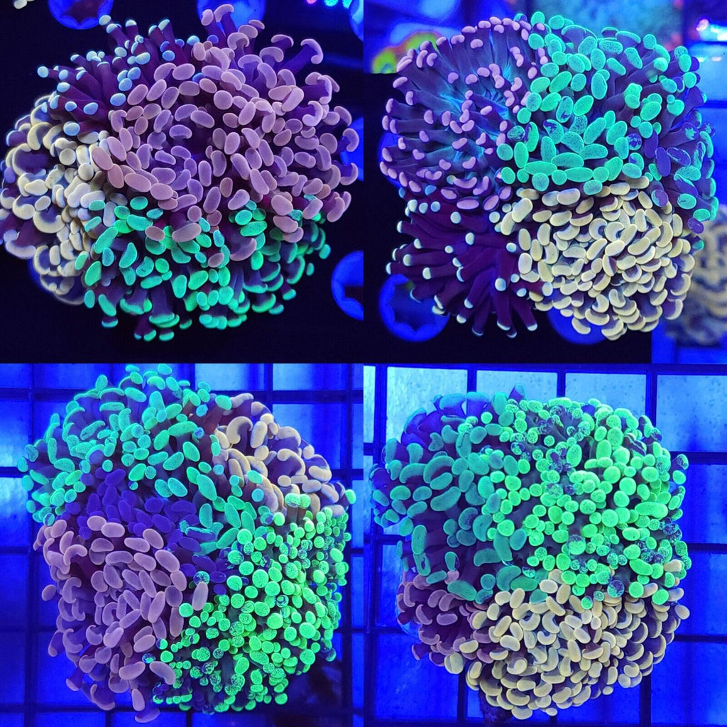 Hammer Combo Tile - Aquacultured LPS Coral | AJ's Aquariums