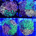 Hammer Combo Tile - Aquacultured LPS Coral | AJ's Aquariums