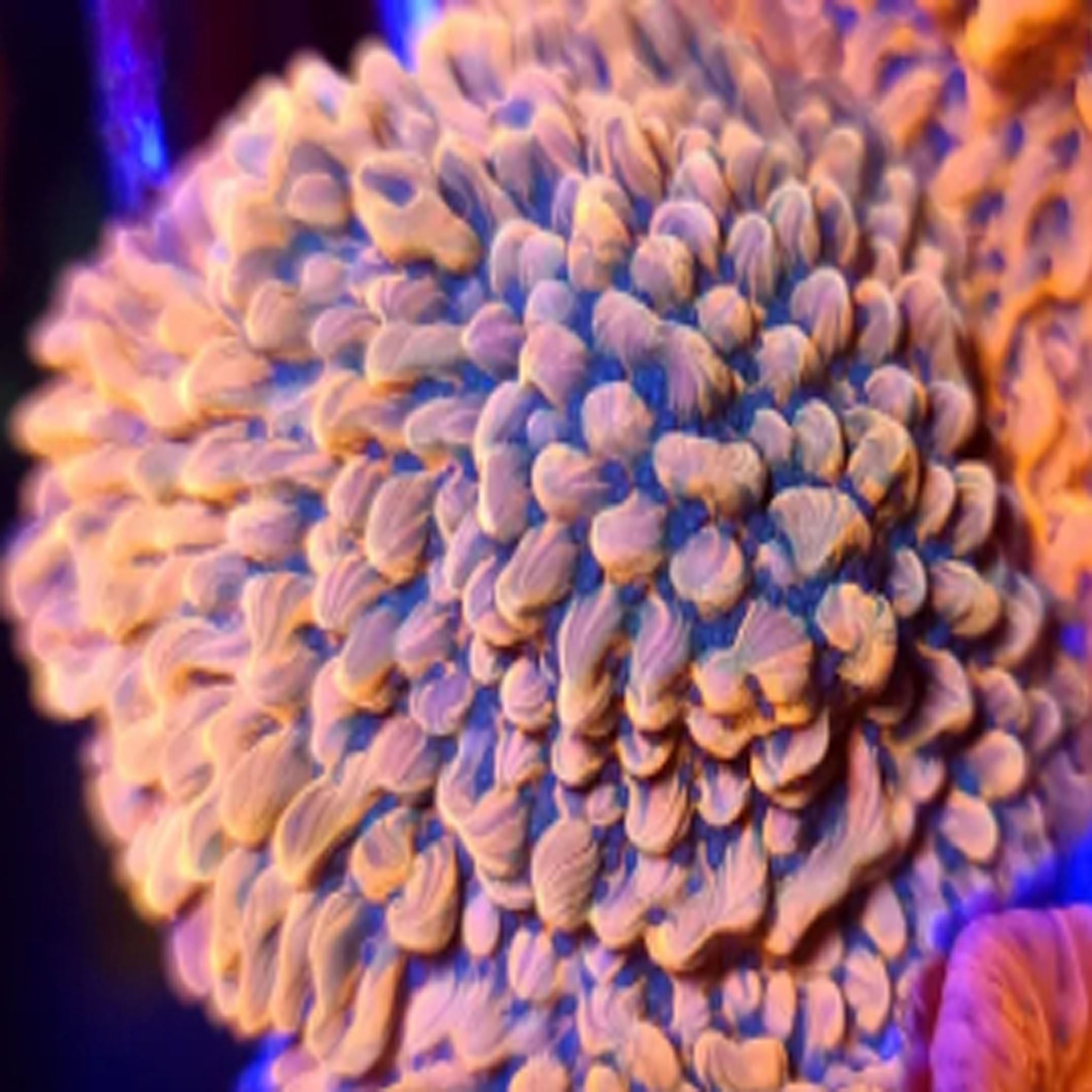 ASD Master Phoenix Montipora - Aquacultured SPS Coral | AJ's Aquariums