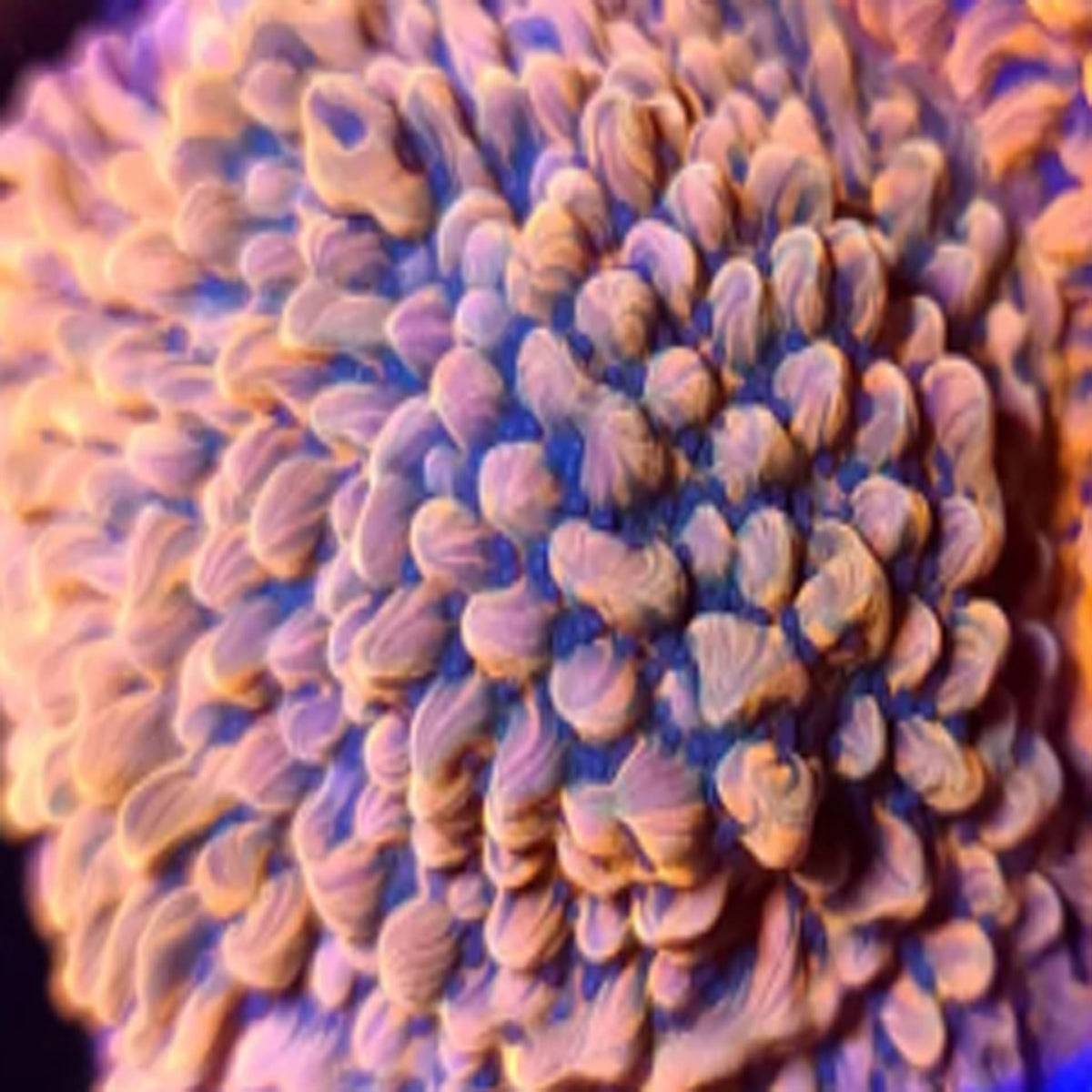 ASD Master Phoenix Montipora