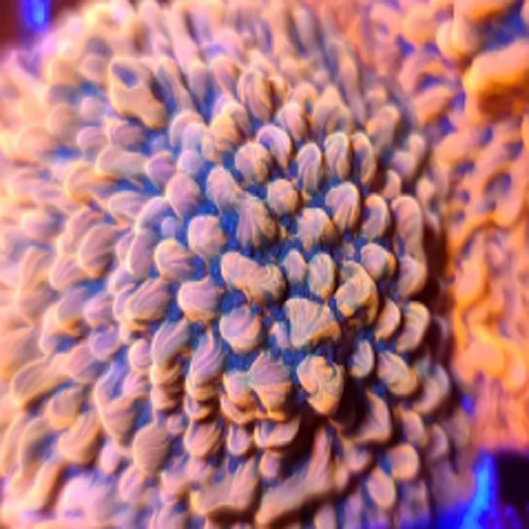 ASD Master Phoenix Montipora