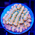 ASD Rainbow Phoenix Montipora - Aquacultured SPS Coral | AJ's Aquariums