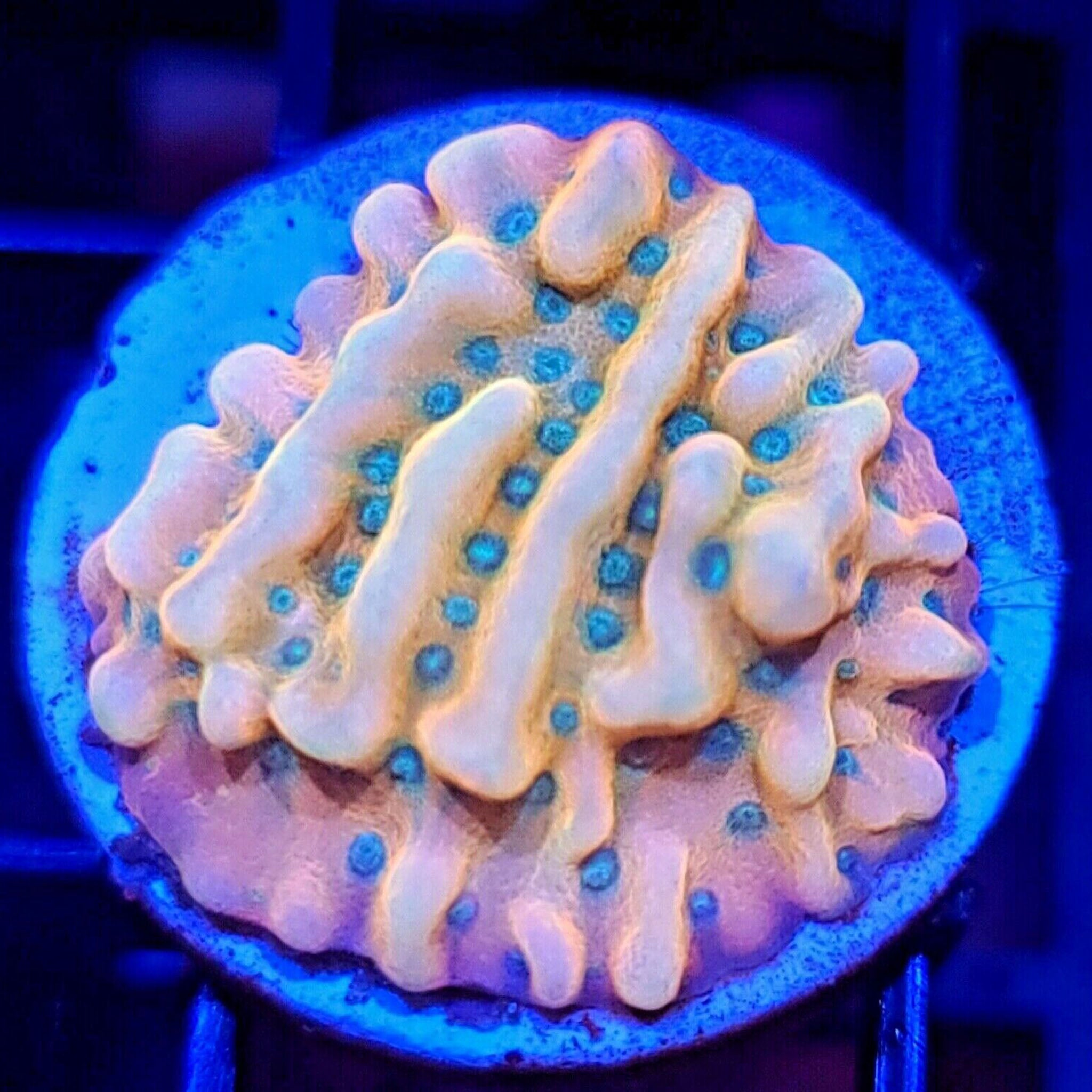 ASD Rainbow Phoenix Montipora - Aquacultured SPS Coral | AJ's Aquariums