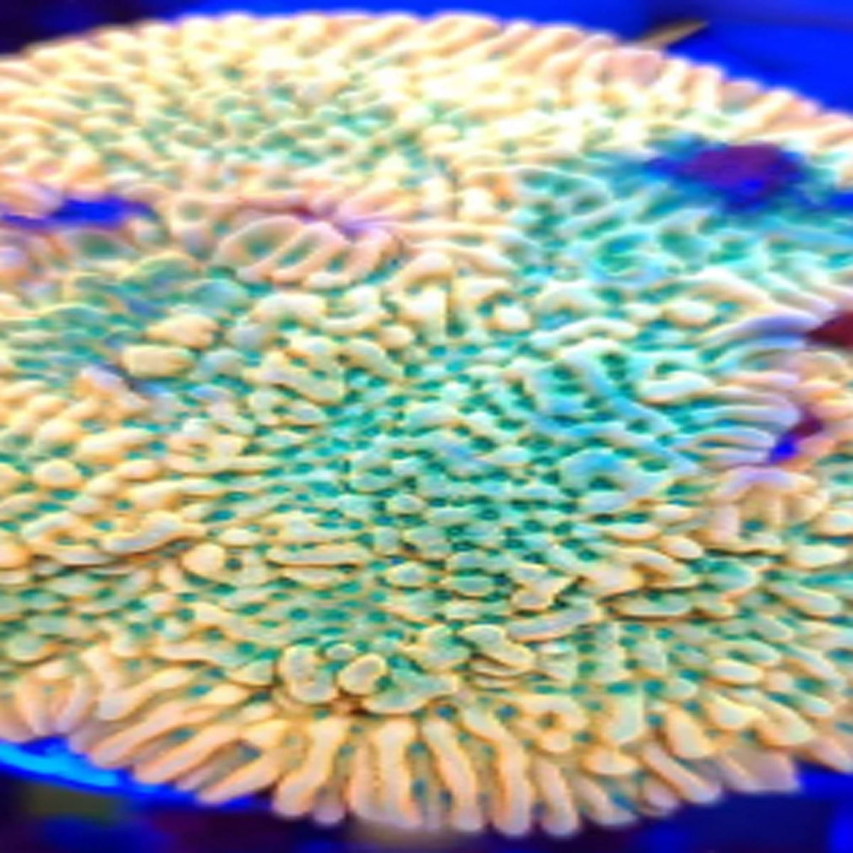 ASD Rainbow Phoenix Montipora