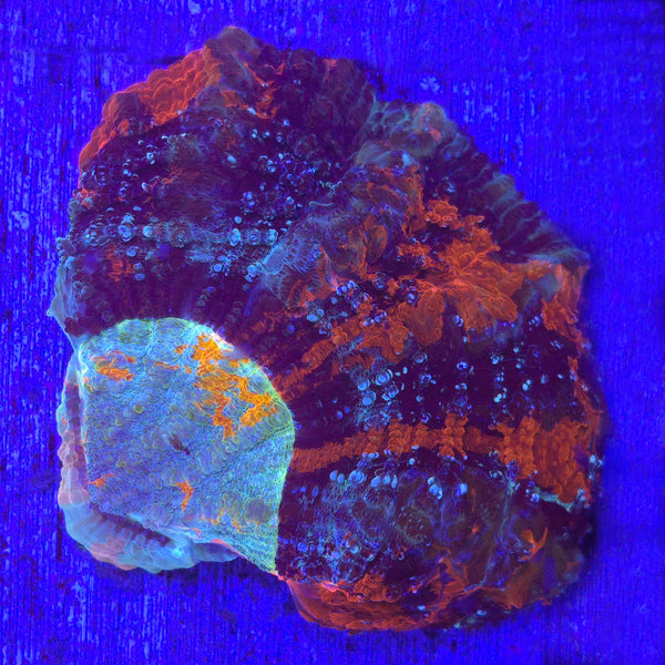 Acanthophyllia WYSIWYG - Aquacultured LPS Coral | AJ's Aquariums