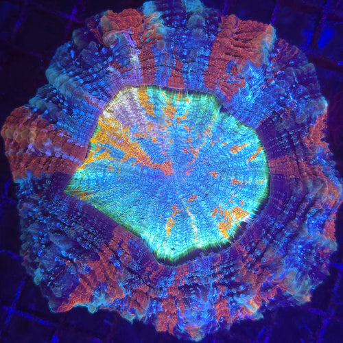 Acanthophyllia Frag