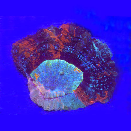 Acanthophyllia WYSIWYG - Aquacultured LPS Coral | AJ's Aquariums
