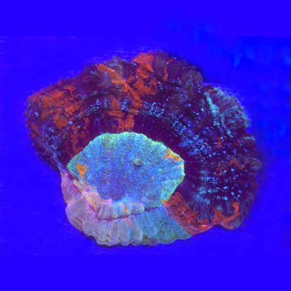 Acanthophyllia WYSIWYG - Aquacultured LPS Coral | AJ's Aquariums