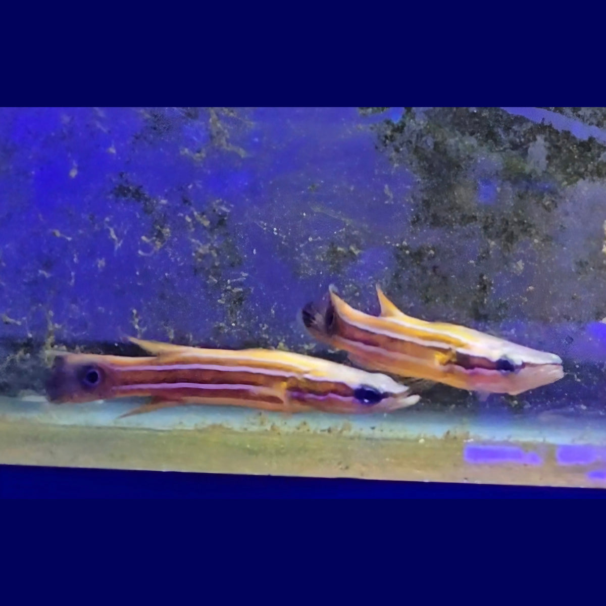 Australian Flathead Perch Pair