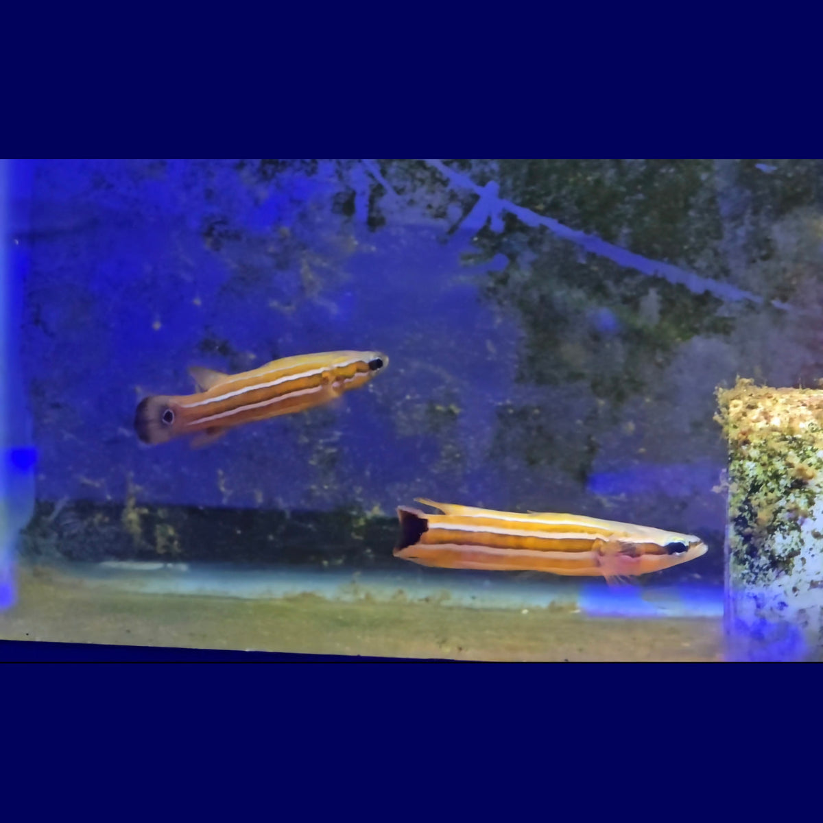 Australian Flathead Perch Pair - Marine Fish | AJ's Aquariums