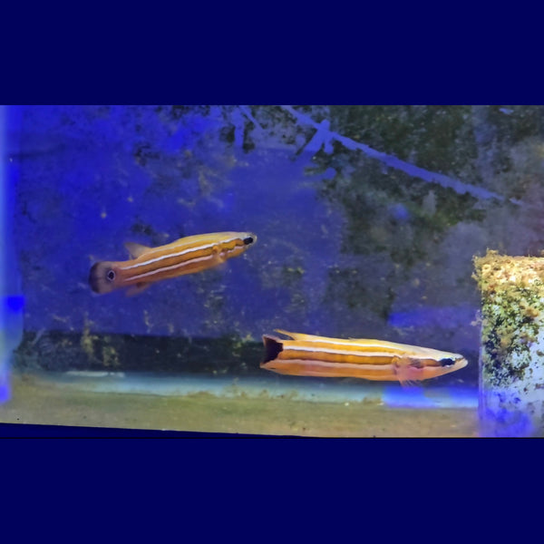 Australian Flathead Perch Pair - Marine Fish | AJ's Aquariums