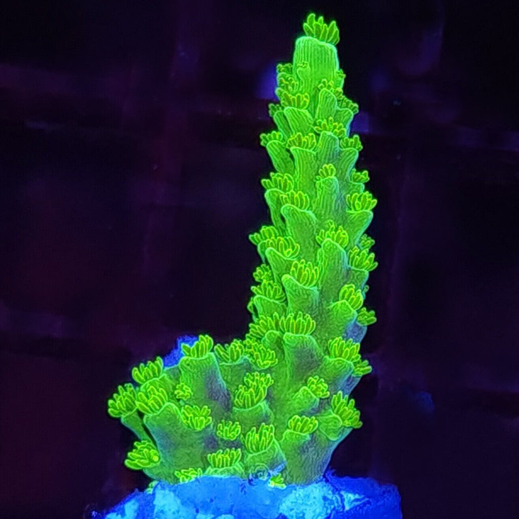 Bali Green Slimer Acropora