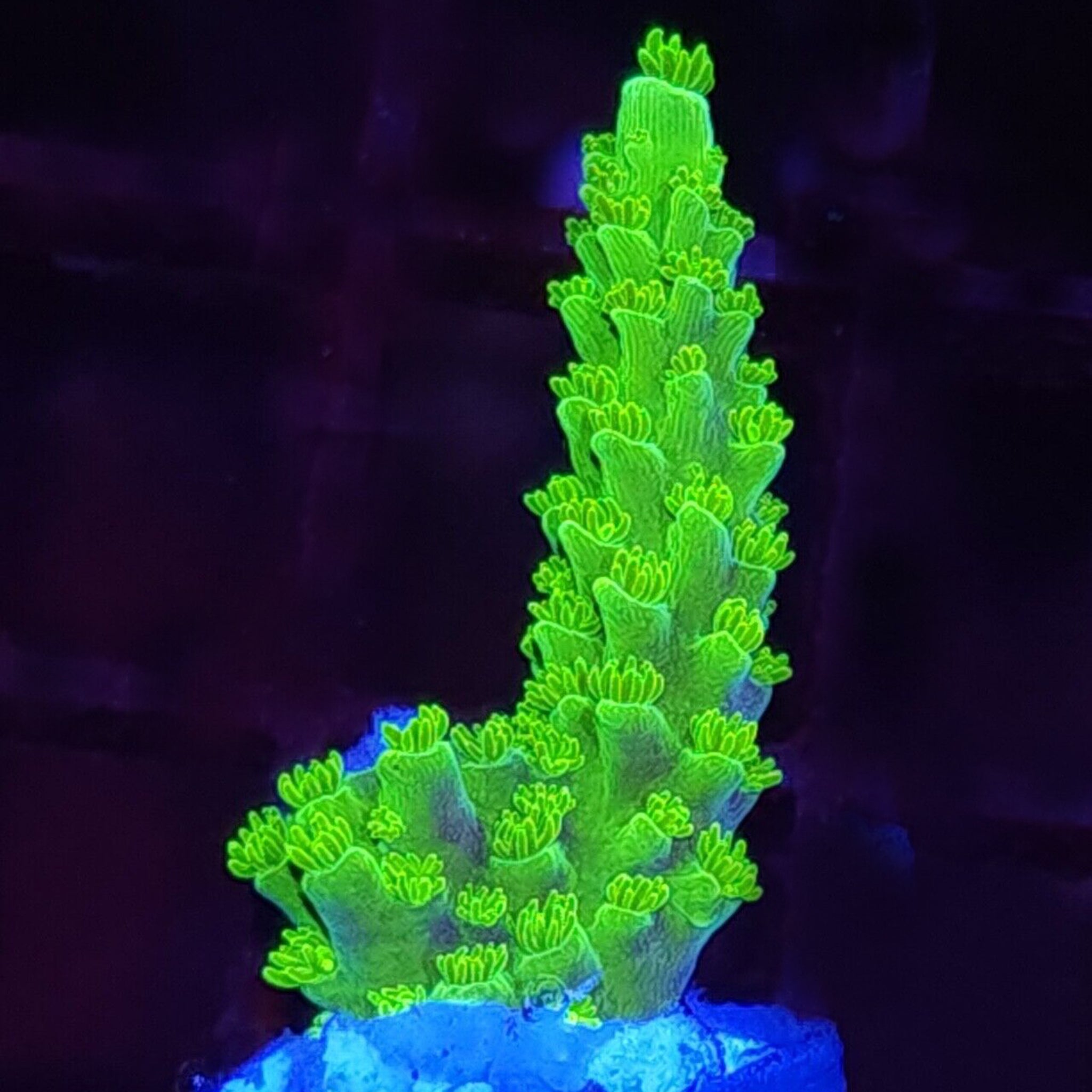 Bali Green Slimer Acropora