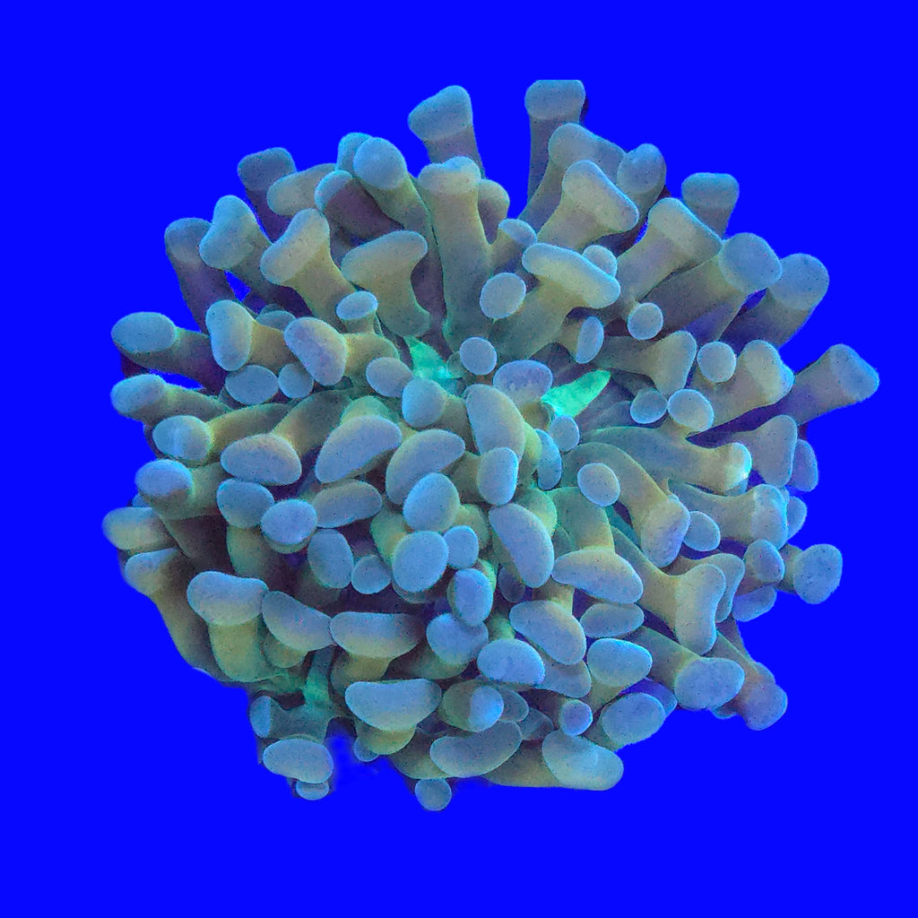 Banana Hammer - Aquacultured LPS Coral | AJ's Aquariums