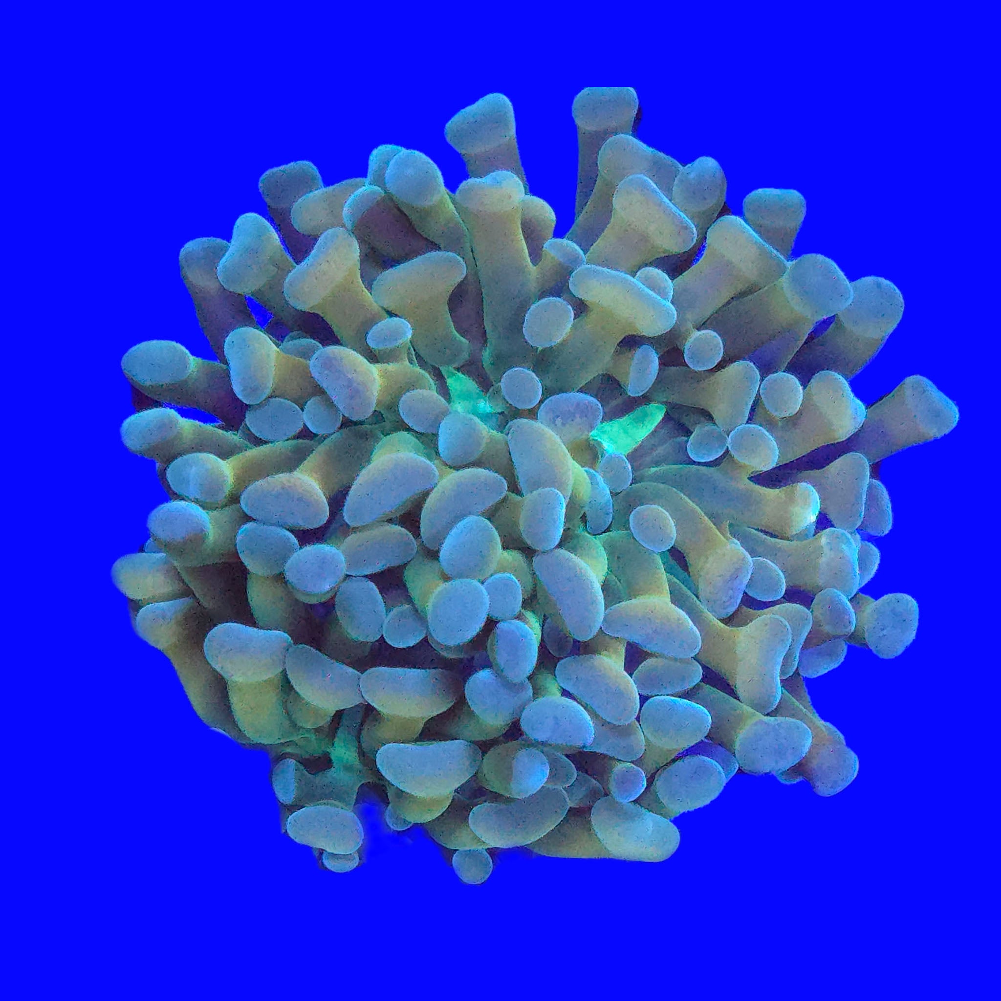Banana Hammer - Aquacultured LPS Coral | AJ's Aquariums