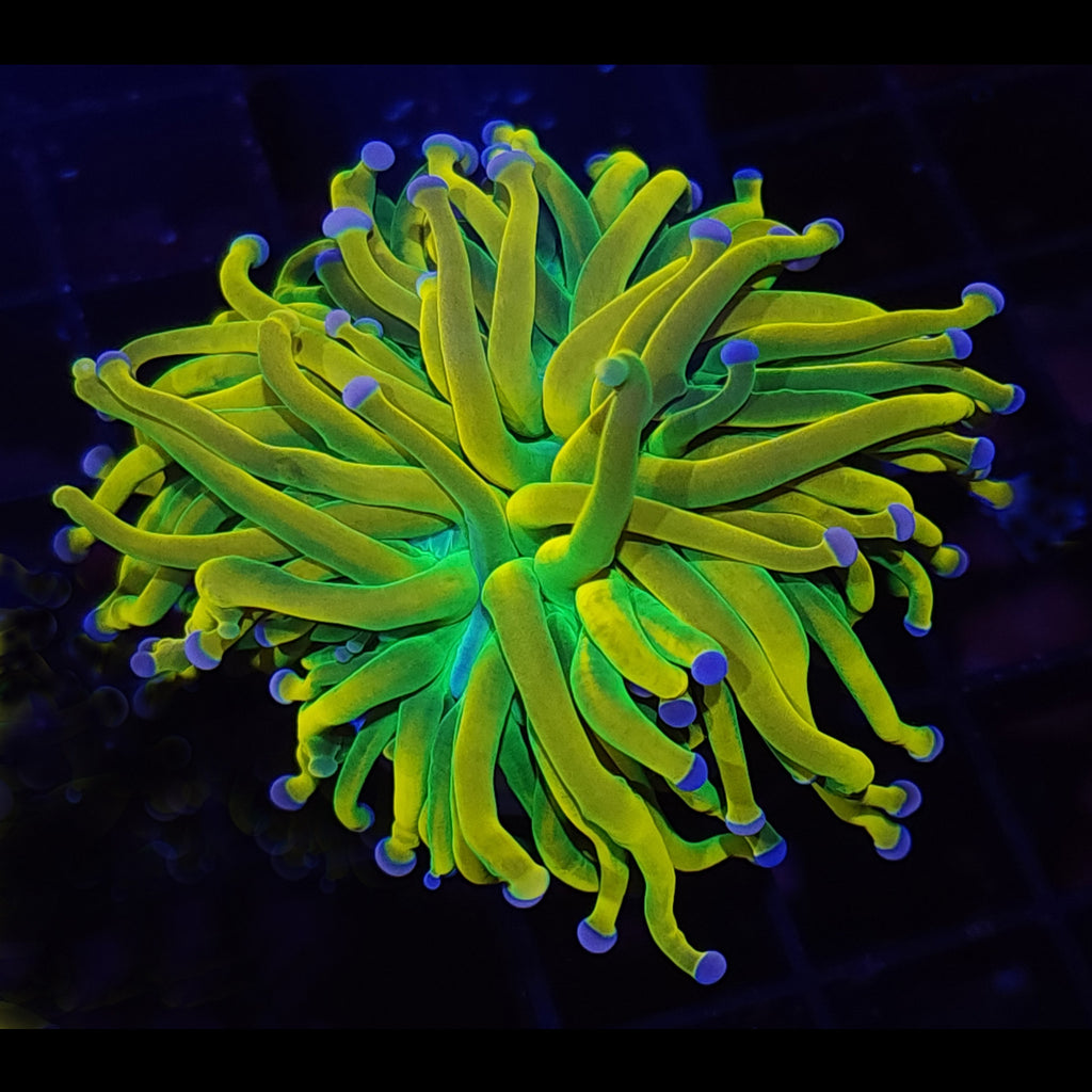 Banana Holy Grail Torch - Aquacultured LPS Coral | AJ's Aquariums