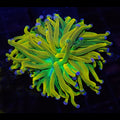 Banana Holy Grail Torch - Aquacultured LPS Coral | AJ's Aquariums