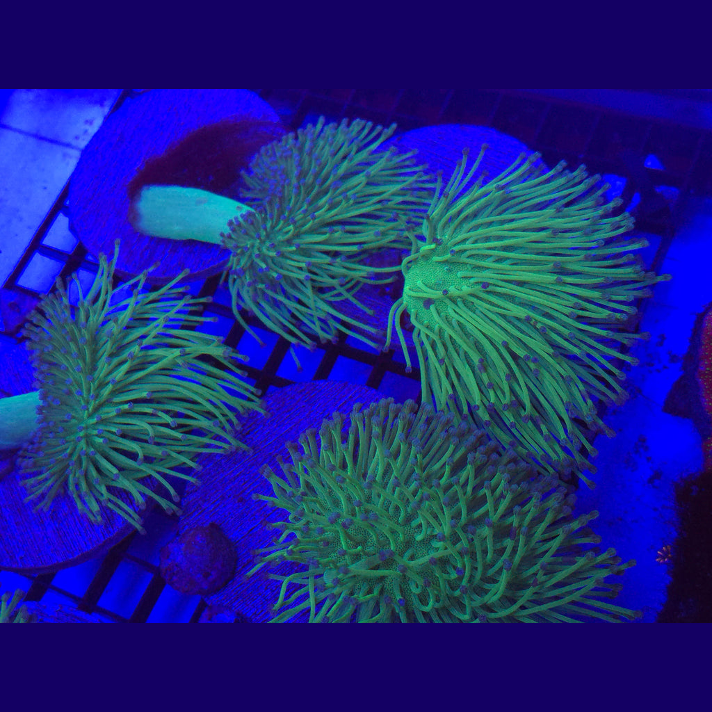 Big R Blue polyp Willow Toadstool