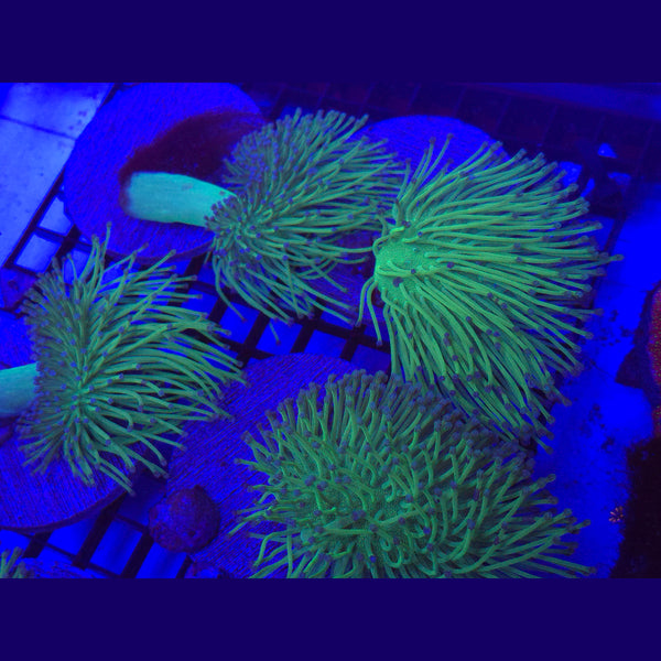 Big R Blue polyp Willow Toadstool