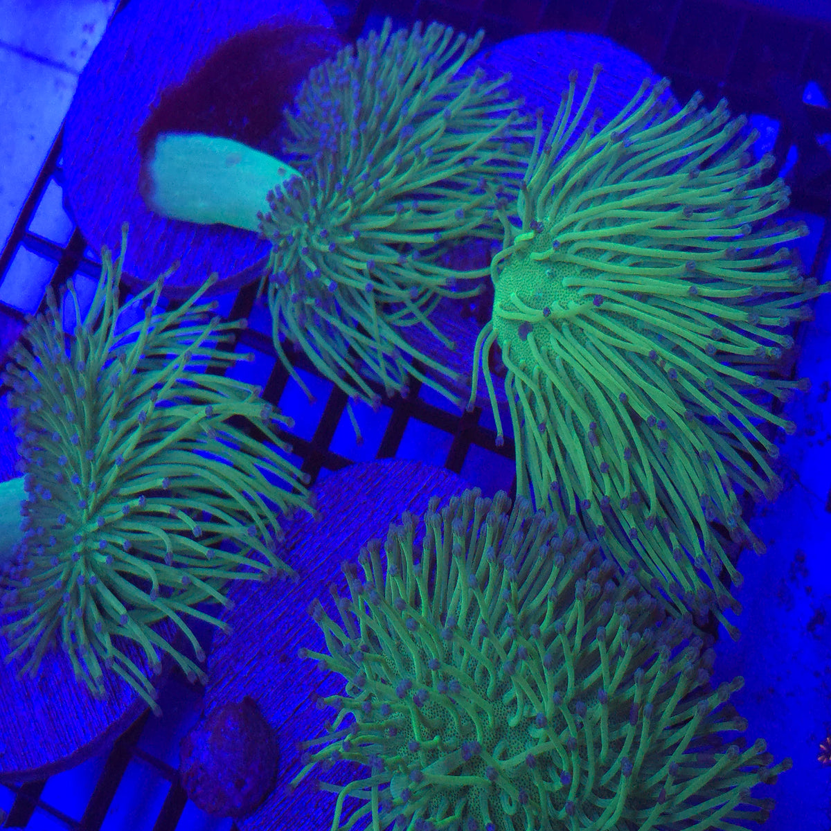 Big R Blue Polyp Willow Toadstool - Aquacultured Soft Coral | AJ's Aquariums