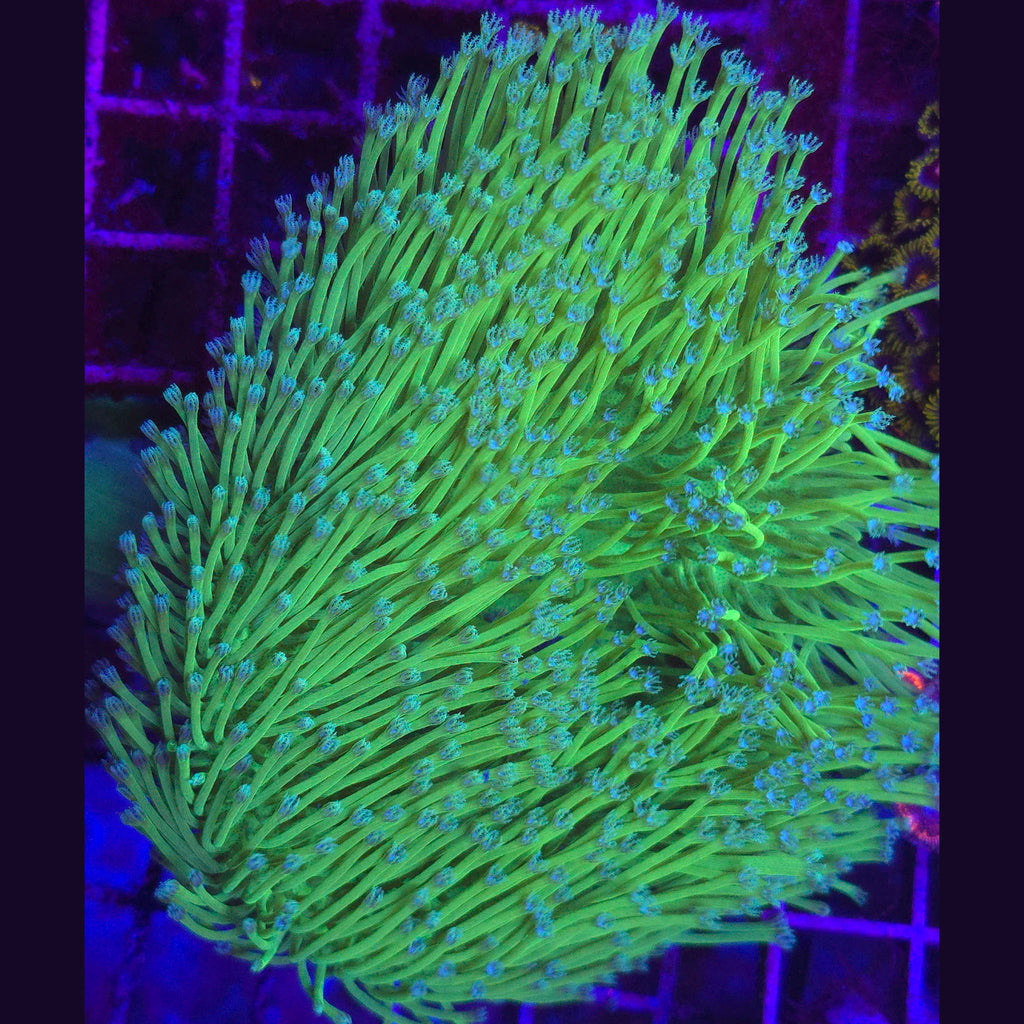 Big R Blue Polyp Willow Toadstool