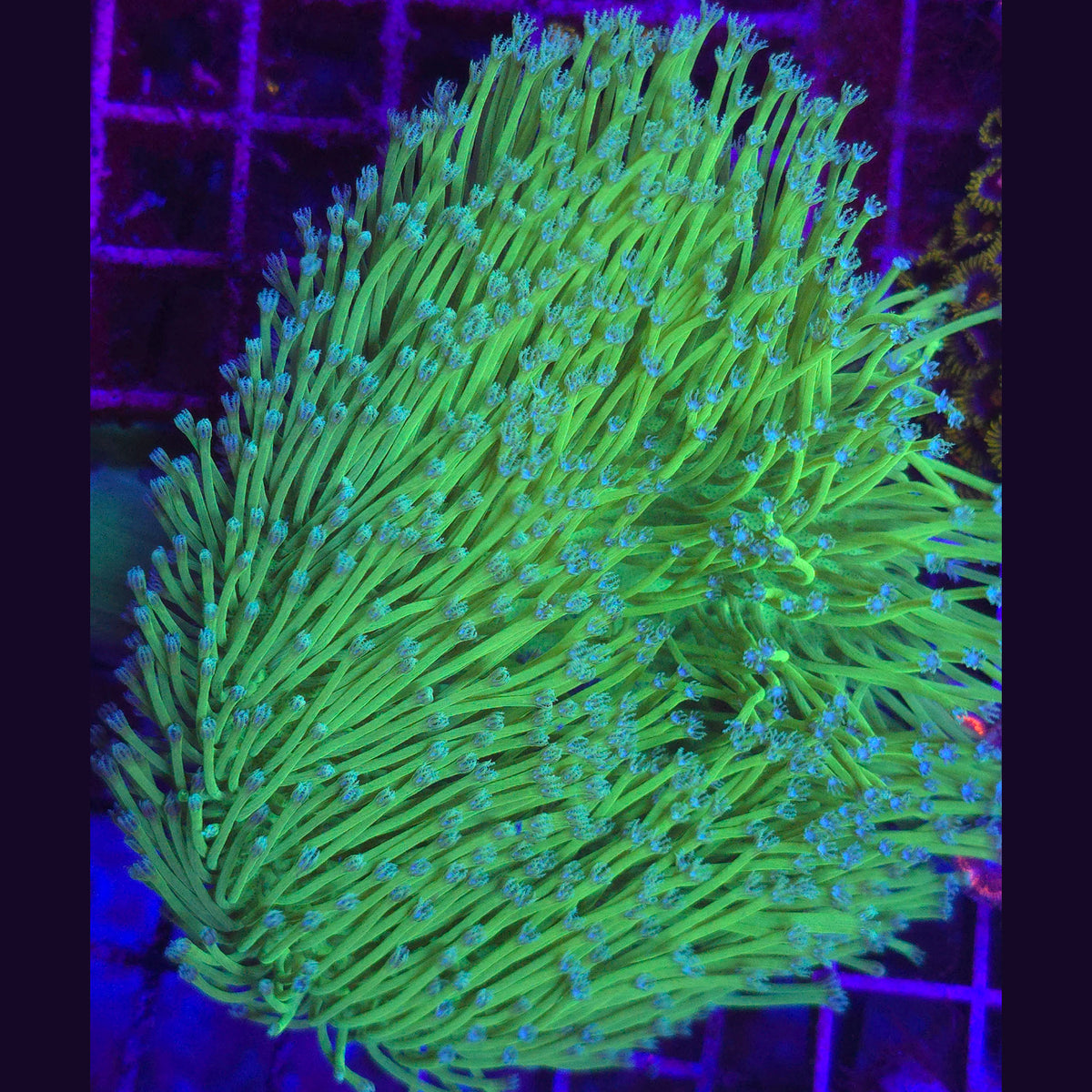 Big R Blue Polyp Willow Toadstool