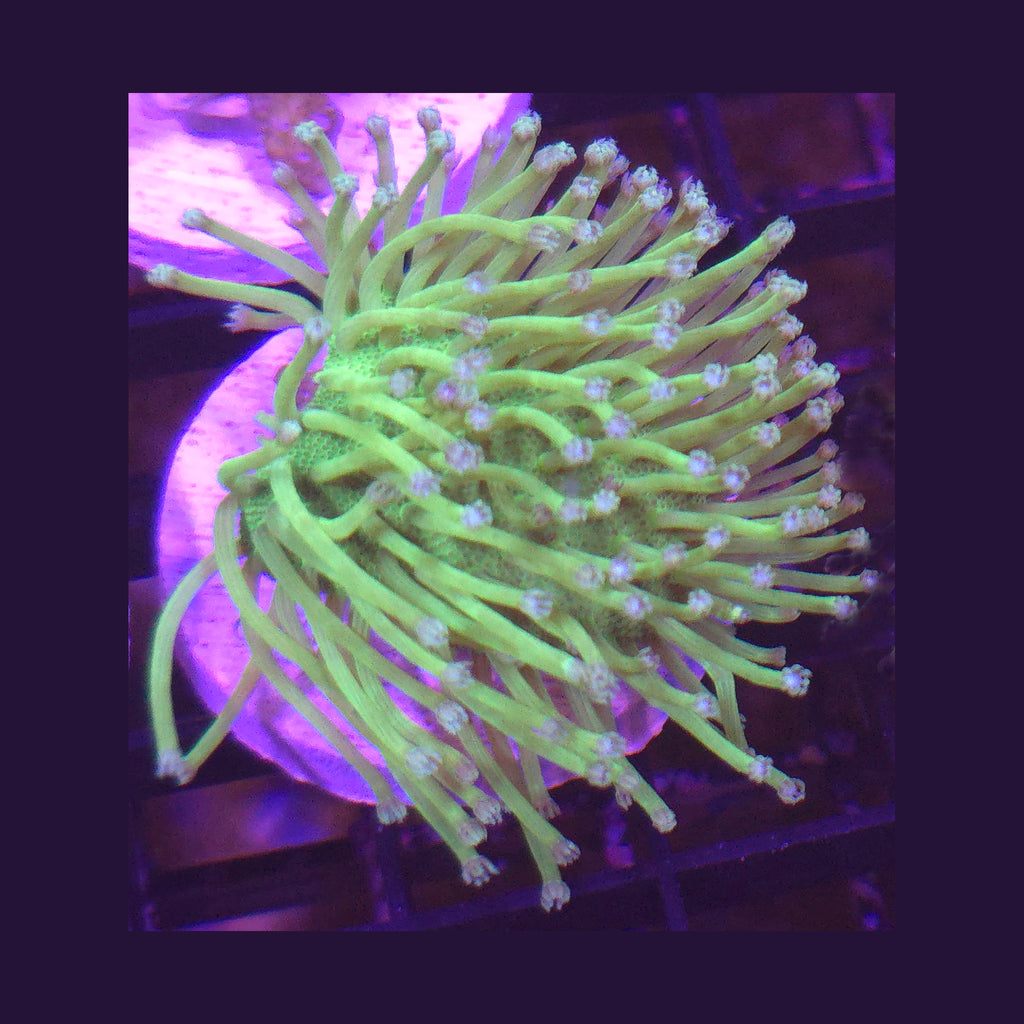Big R Blue Polyp Willow Toadstool