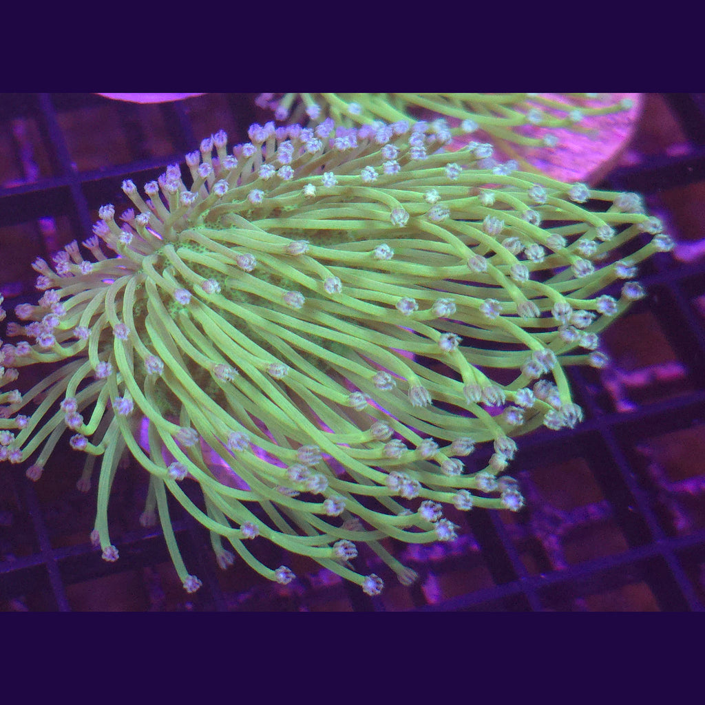 Big R Blue Polyp Willow Toadstool WYSIWYG - Aquacultured Soft Coral | AJ's Aquariums