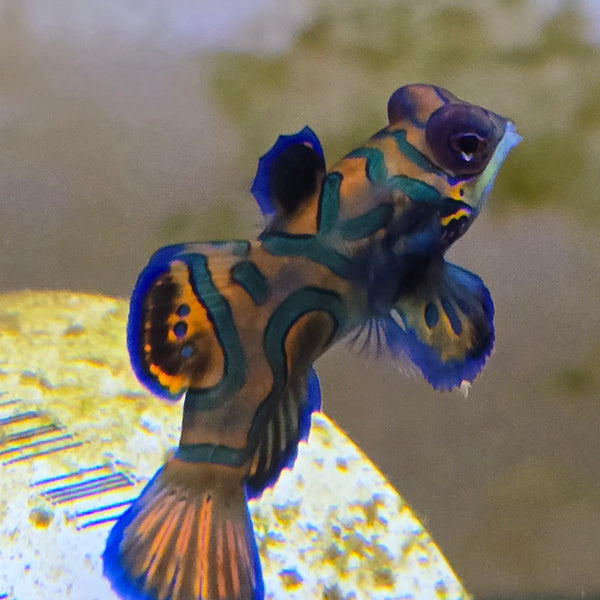 Biota Mandarin Dragonet - Captive Bred Marine Fish | AJ's Aquariums
