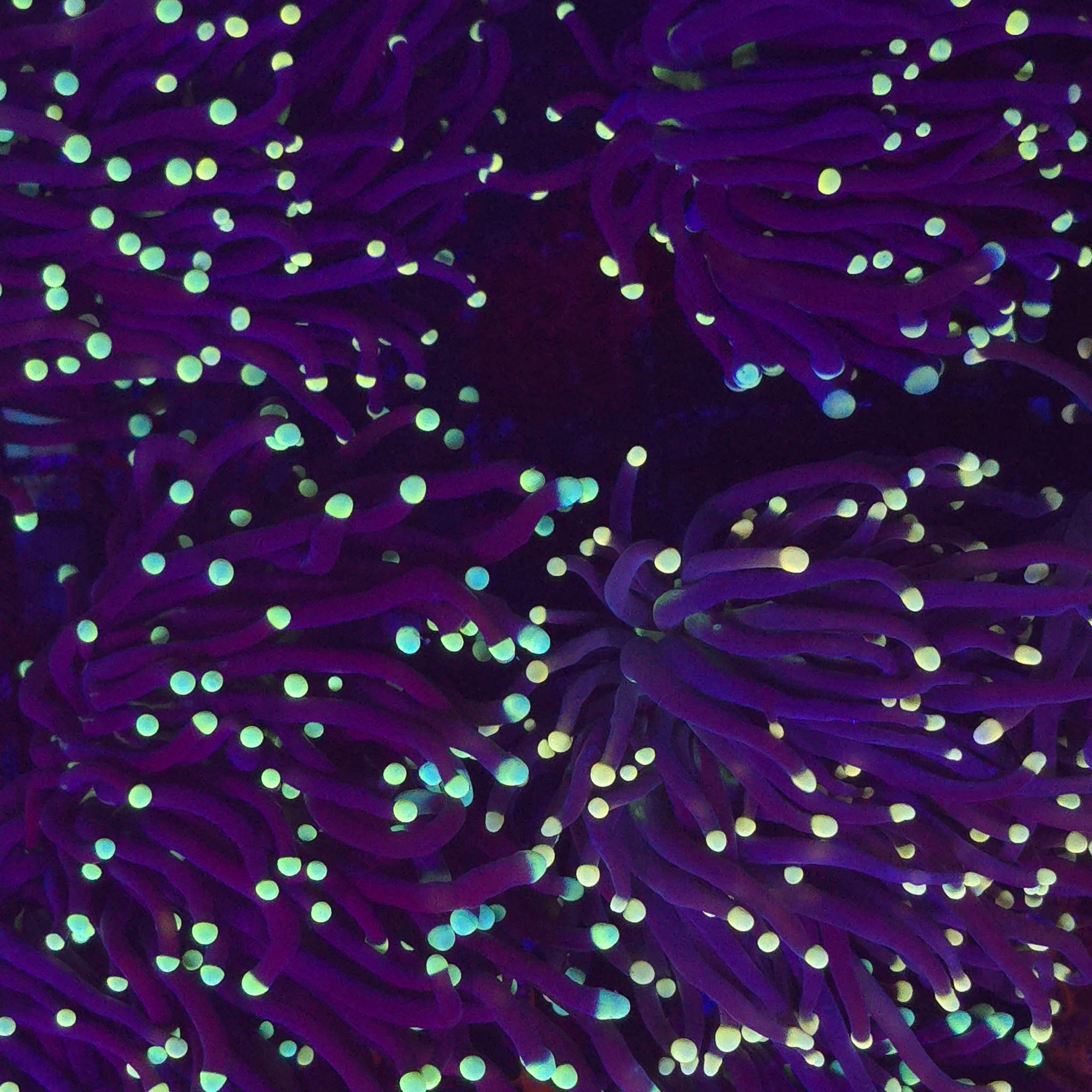 Black Light Torch - Aquacultured LPS Coral | AJ's Aquariums