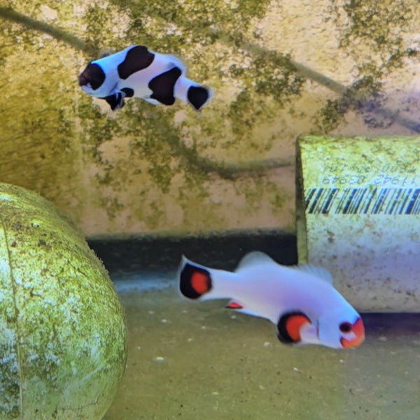 Black Storm and Wyoming White Clownfish Pair - Aquacultured Fish | AJ's Aquariums