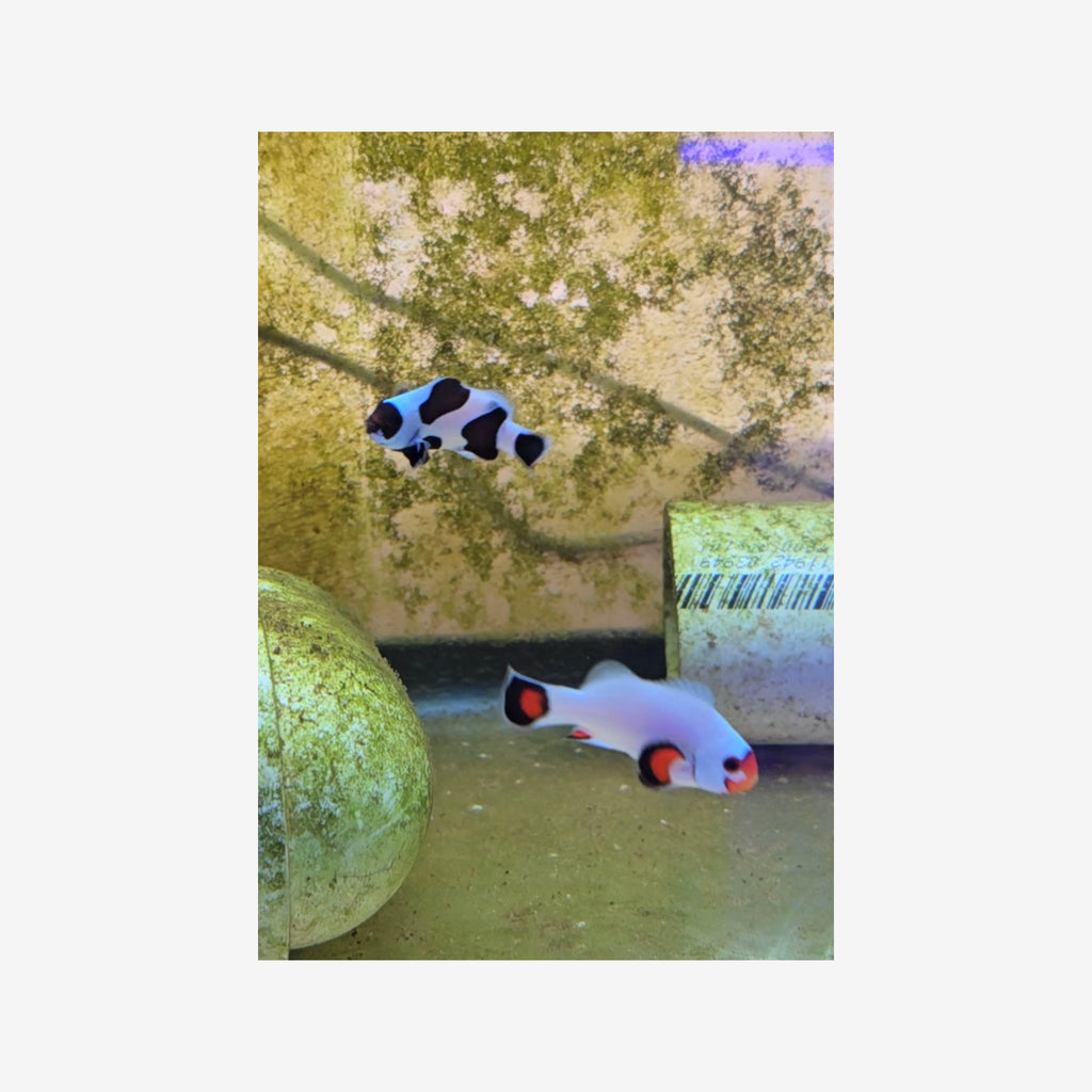 Black Storm and Wyoming White Clownfish Pair