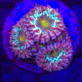 AJ's Blind Eye Blastomussa - Aquacultured LPS Coral | AJ's Aquariums