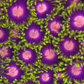Blow Pop Zoanthids- Aquacultured Soft Coral | AJ's Aquariums