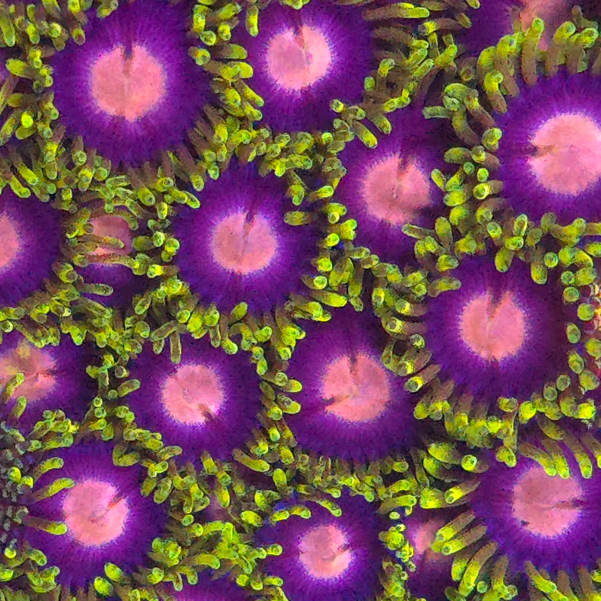 Blow Pop Zoanthids- Aquacultured Soft Coral | AJ's Aquariums