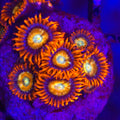Blue-Eyed Blonde Zoanthids