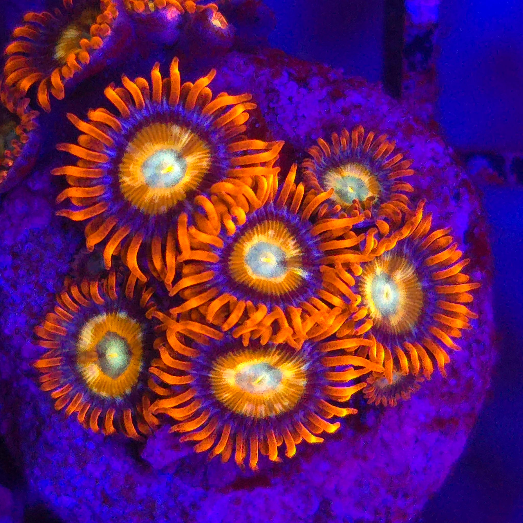 Blue-Eyed Blonde Zoanthids