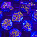 Blue Phoenix Zoanthids- Aquacultured Soft Coral | AJ's Aquariums