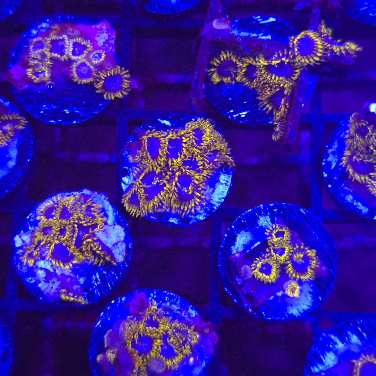 Blue Phoenix Zoanthids- Aquacultured Soft Coral | AJ's Aquariums