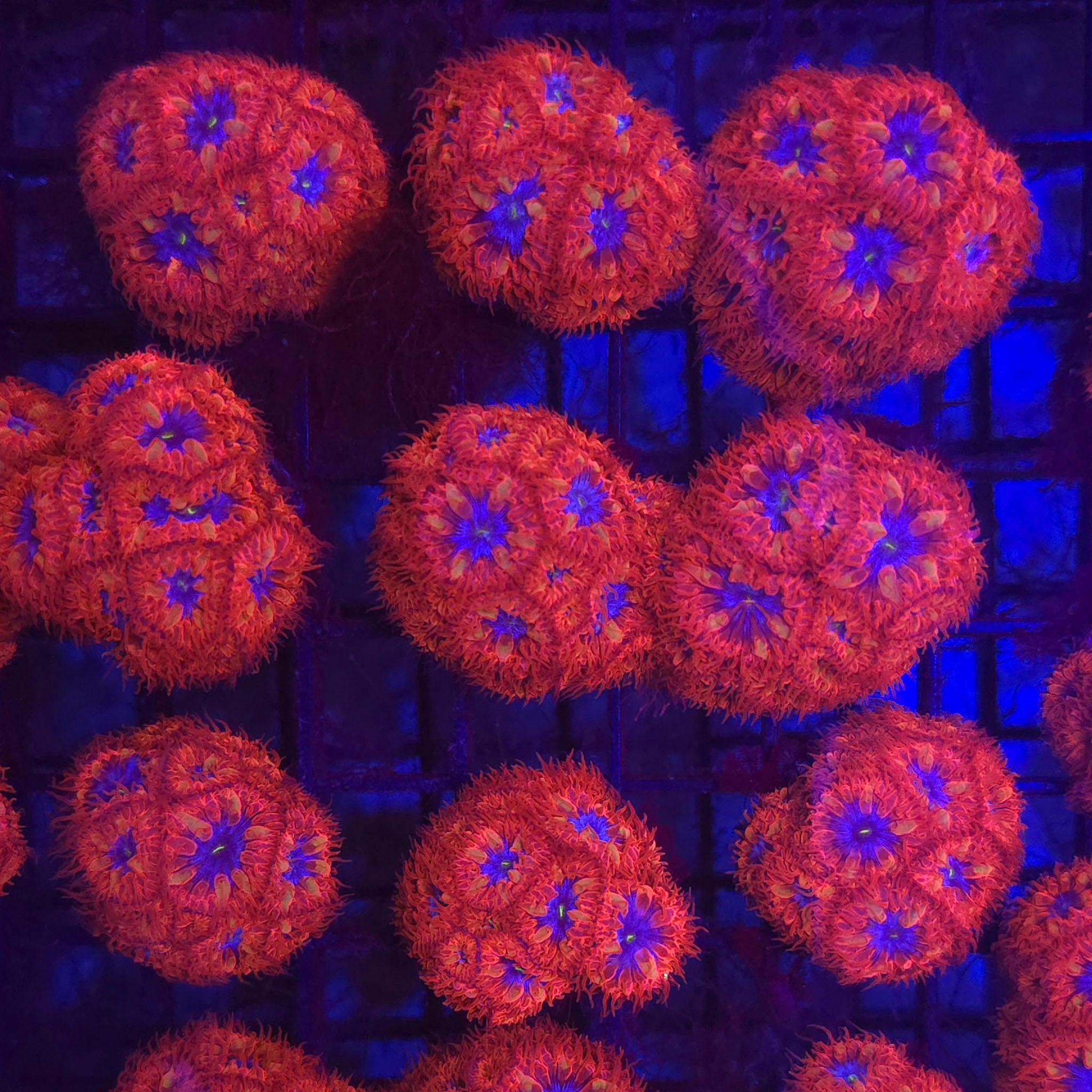LC Blue Raven Blastomussa - Aquacultured LPS Coral | AJ's Aquariums