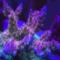 Brad's Draw Jopper Acropora - Aquacultured SPS Coral | AJ's Aquariums