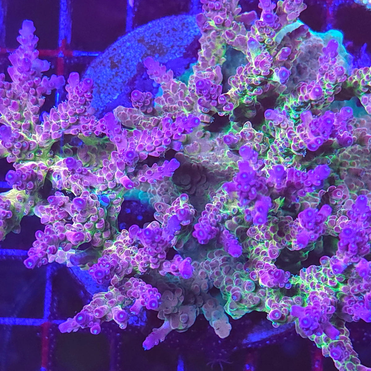 Brad's Draw Jopper Acropora Colony - Aquacultured SPS Coral | AJ's Aquariums