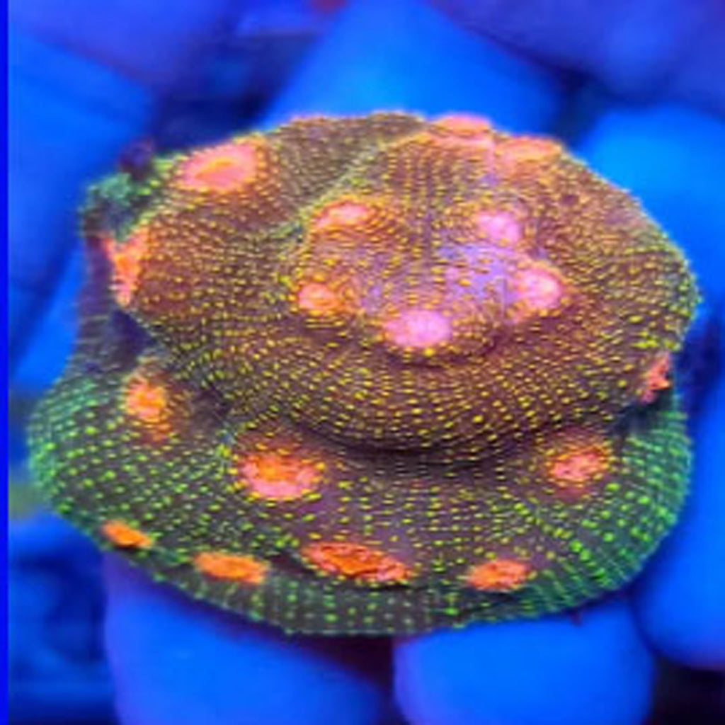 Bubble Gum Monster Chalice - Aquacultured LPS Coral | AJ's Aquariums