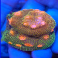 Bubble Gum Monster Chalice - Aquacultured LPS Coral | AJ's Aquariums