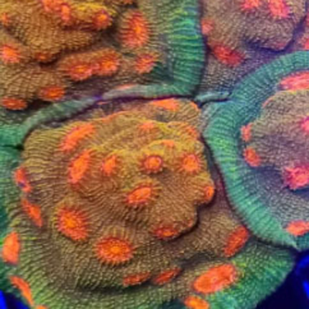 Bubble Gum Monster Chalice