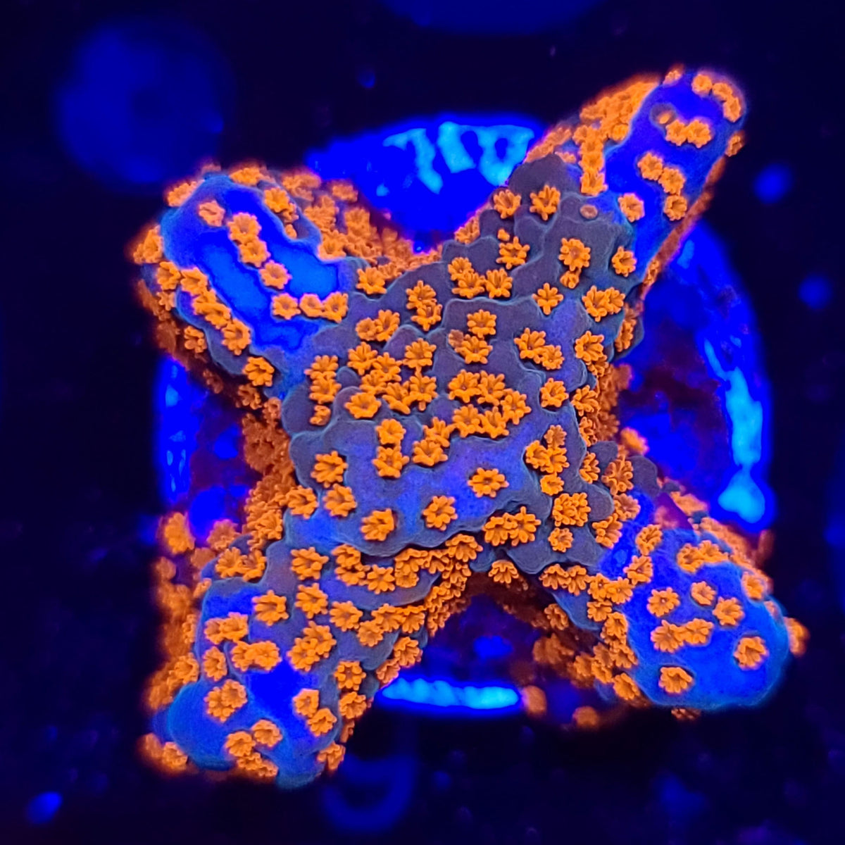 Bubblegum Digitata - Aquacultured SPS Coral | AJ's Aquariums