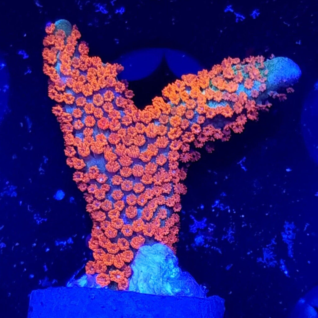 Bubblegum Digitata