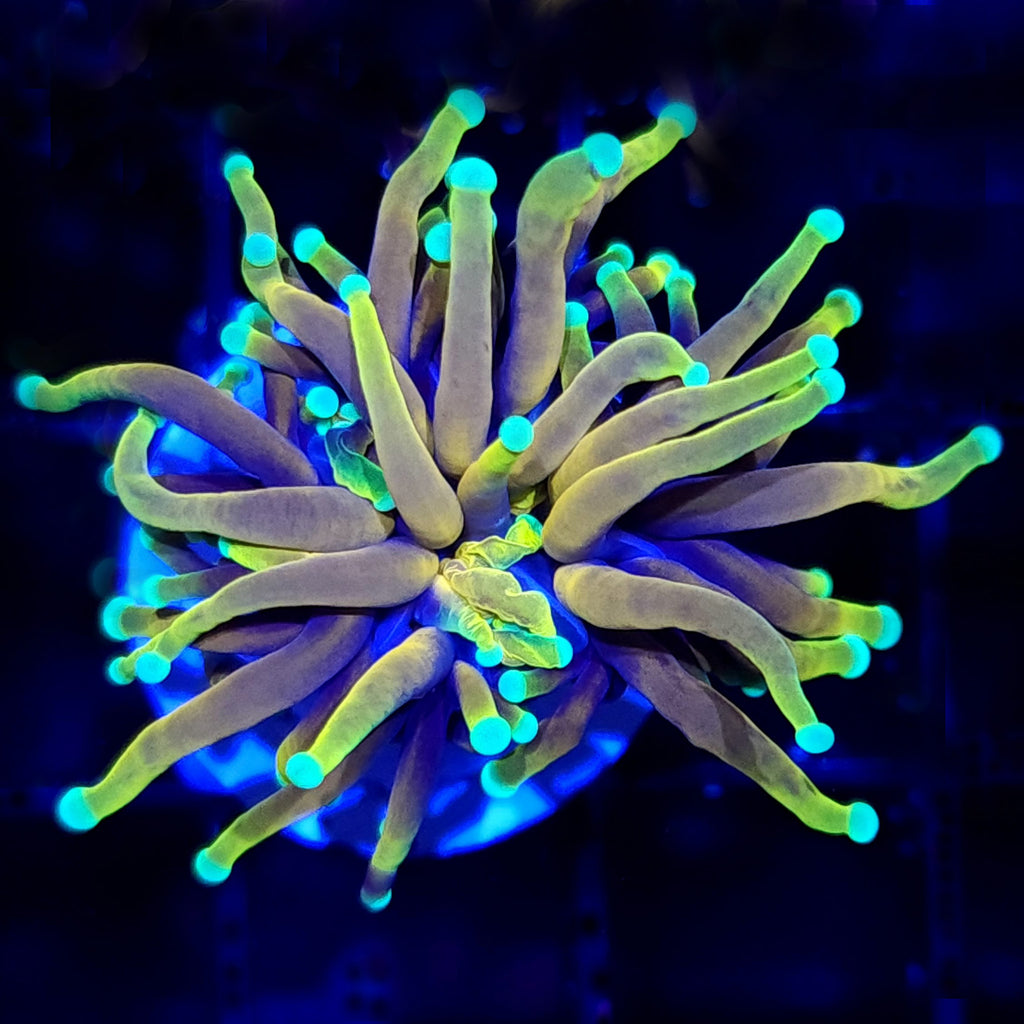 CB Dragon Ball Torch - Aquacultured LPS Coral | AJ's Aquariums